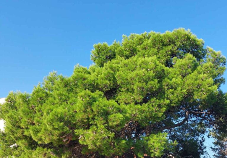 bor in bohrov učinek